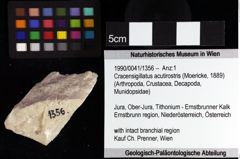 Foto (Objket + Etiketten) von Cracensigillatus acutirostris (Moericke, 1889) 